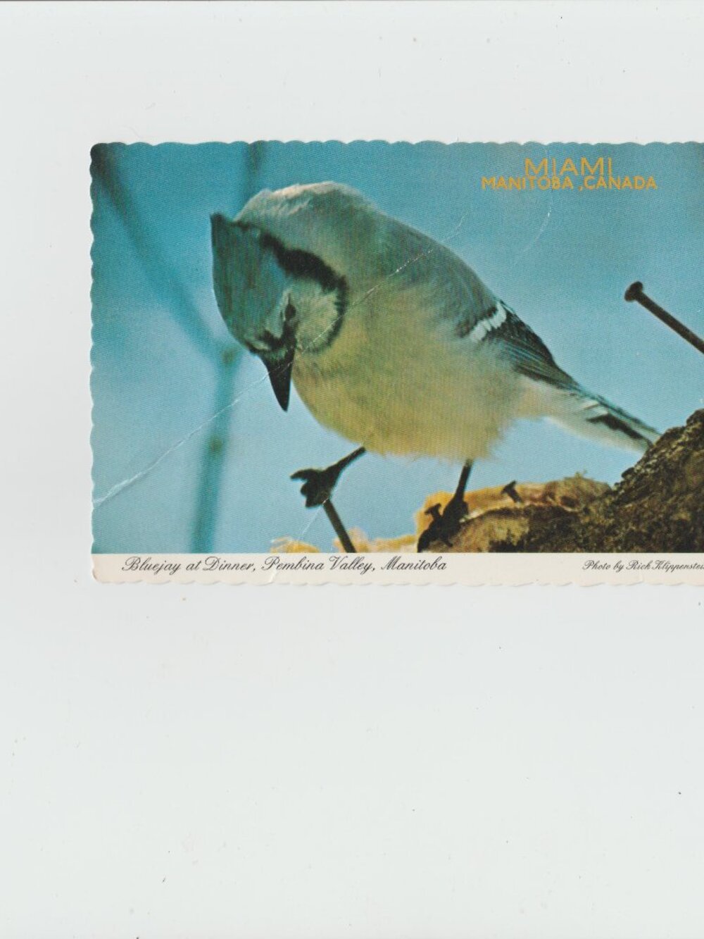 Blue  Jay At Dinner, Pembina Valley, Manitoba Postcard